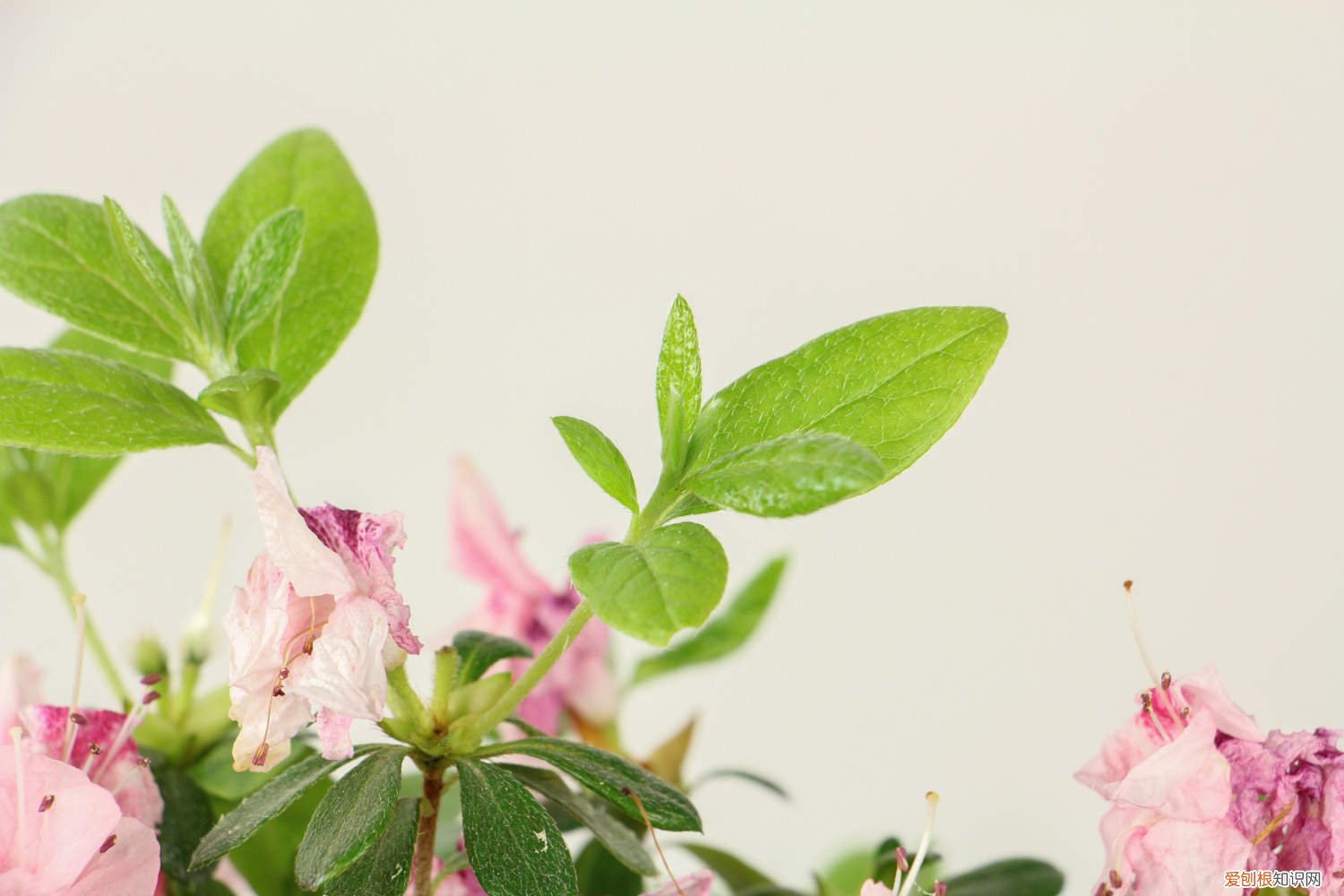 杜鹃花开败以后怎么修剪 杜鹃花怎么修剪，杜鹃花开败后如何修剪