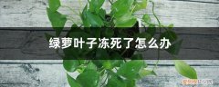 绿萝叶子冻蔫了 绿萝叶子冻死了怎么办