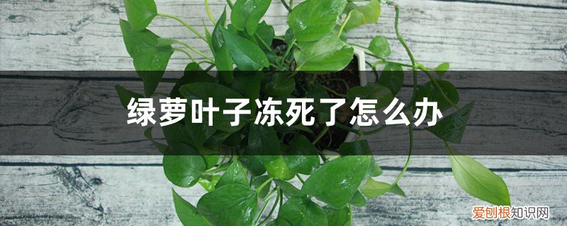 绿萝叶子冻蔫了 绿萝叶子冻死了怎么办
