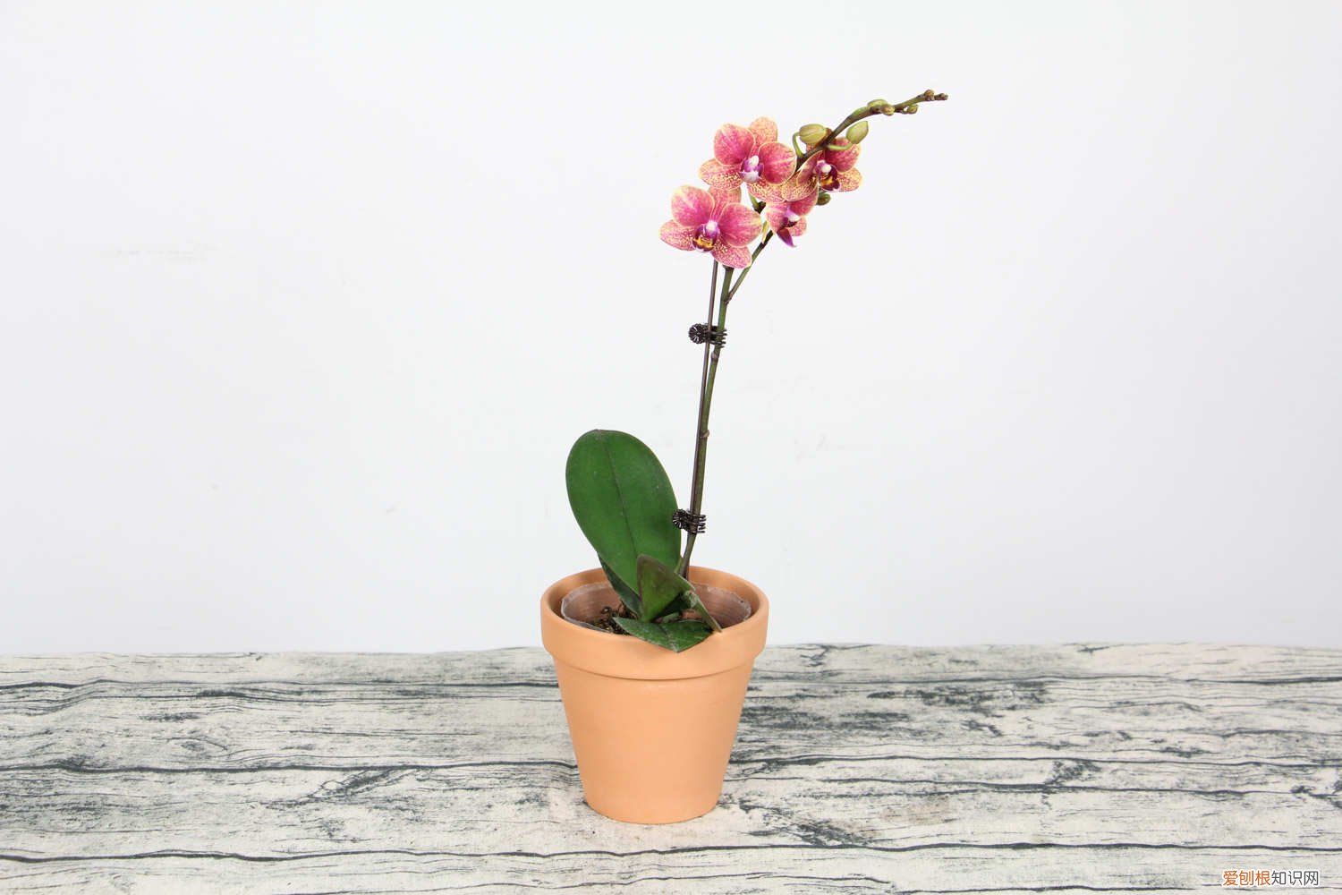 蝴蝶兰开完花以后怎么样处理 蝴蝶兰开完花怎么办