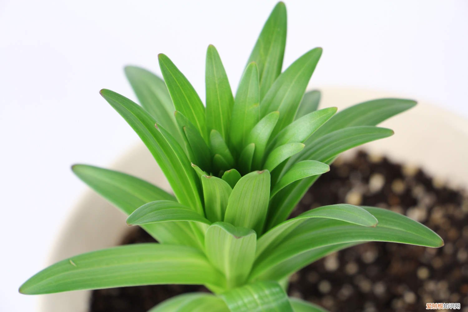 百合花开完花了怎么办 百合花开完花后怎么办