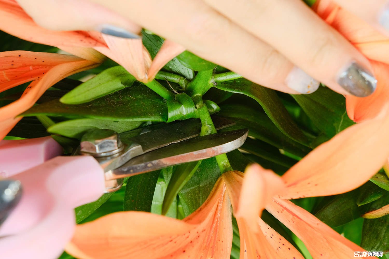 百合花开完花了怎么办 百合花开完花后怎么办