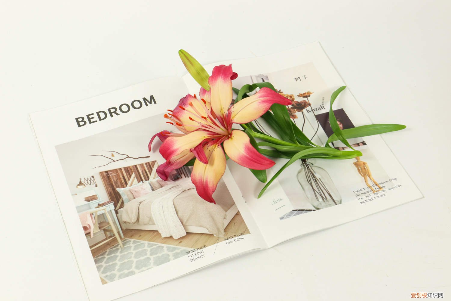 百合花开完花了怎么办 百合花开完花后怎么办