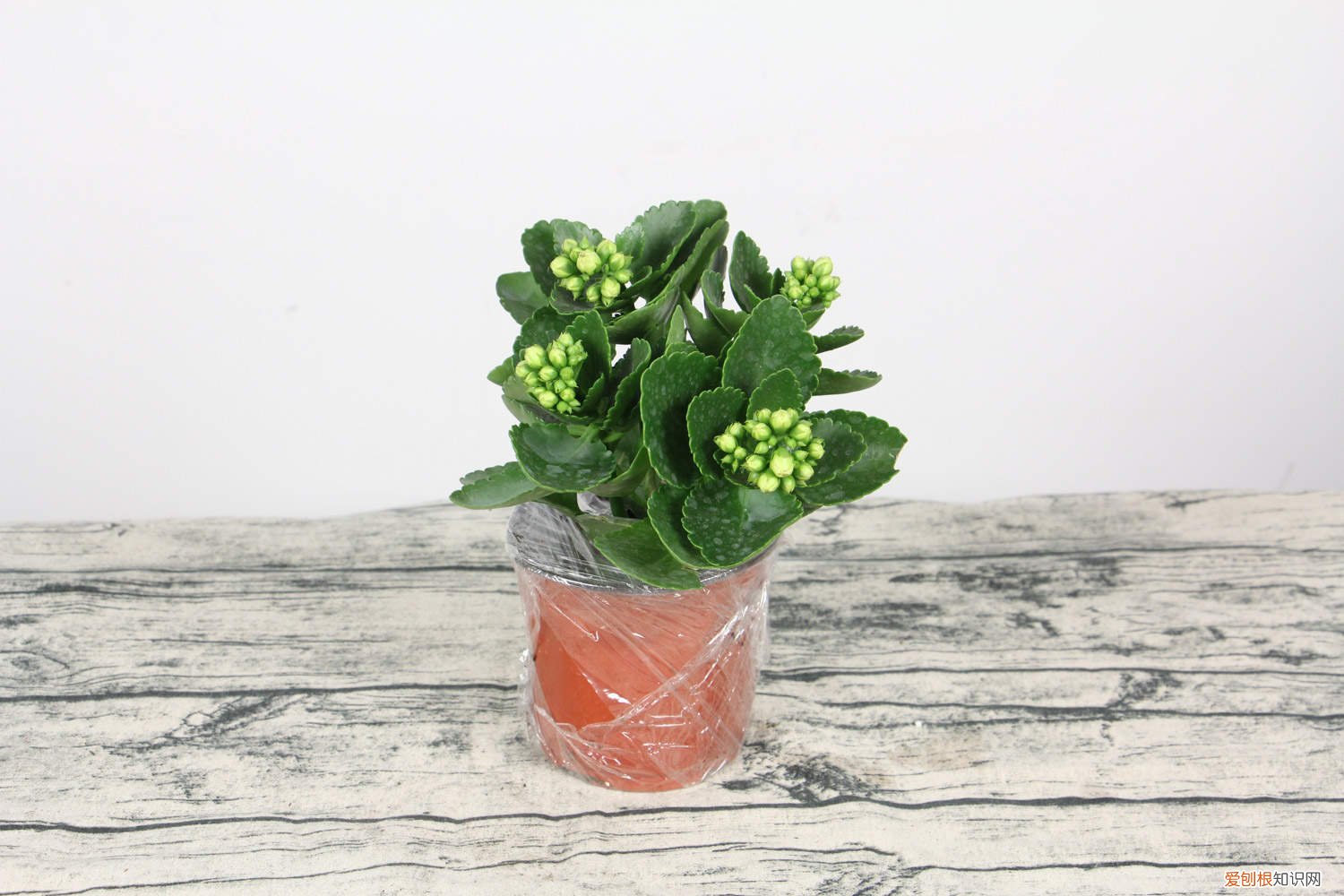 长寿花扦插后多久可以开花 长寿花扦插