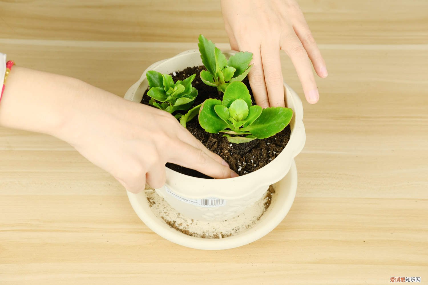 长寿花扦插后多久可以开花 长寿花扦插