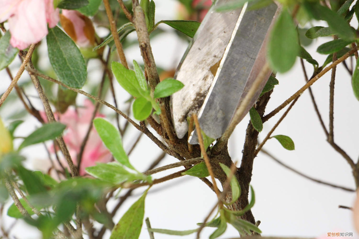 杜鹃花换土后浇水不? 杜鹃花换土注意事项