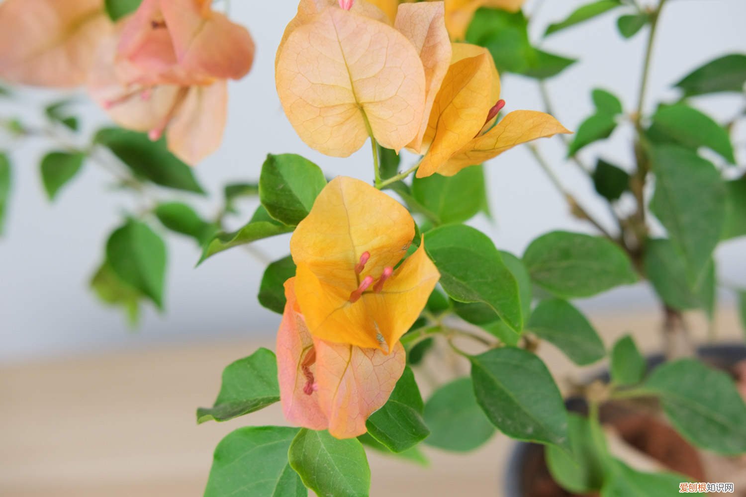 三角梅扦插时间什么时间最好 三角梅扦插