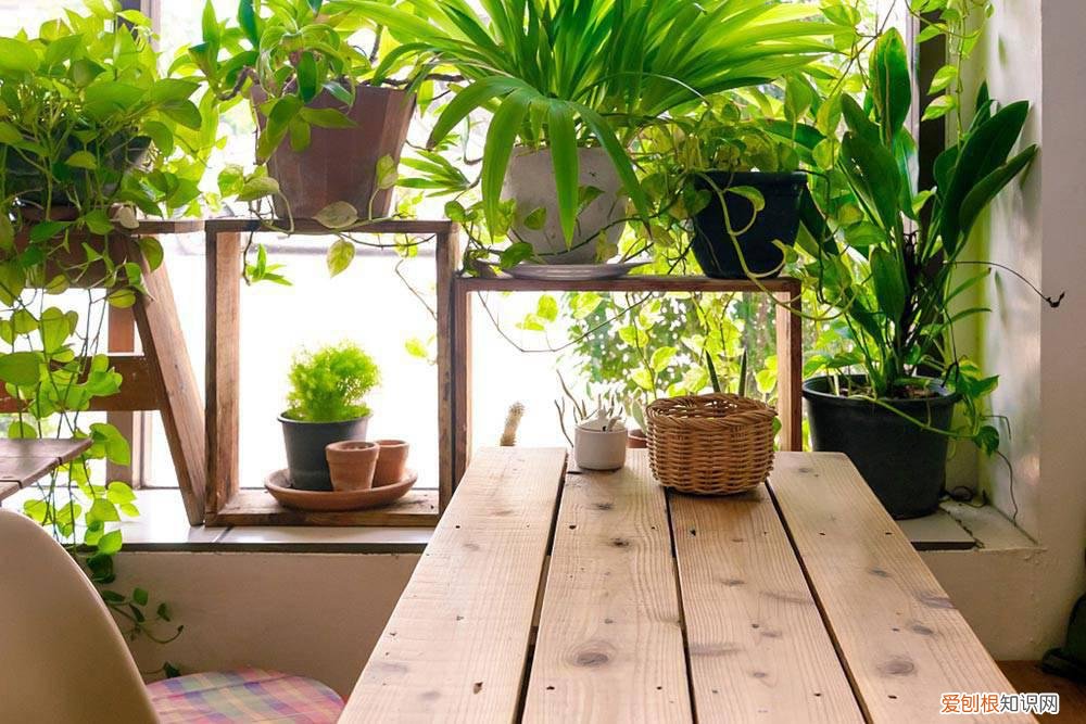 松露种植基地在哪里 松露种植