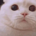 南美冷冻虾,宠物零食冻干的天花板:南美进口超大白对虾,国家专利技术,人食级别!