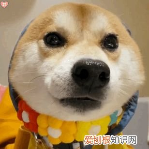 南美冷冻虾,宠物零食冻干的天花板:南美进口超大白对虾,国家专利技术,人食级别!