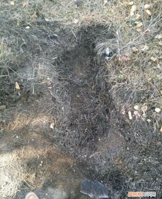 什么人养什么花,养花人都有5个“习惯”,听说都中了,就是养花高手