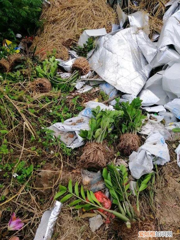 什么人养什么花,养花人都有5个“习惯”,听说都中了,就是养花高手