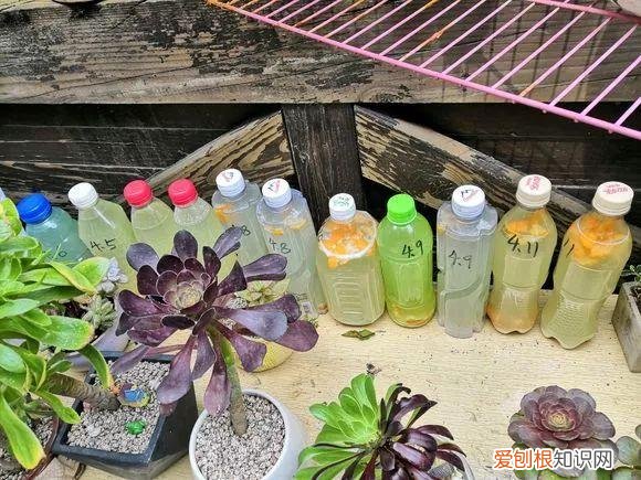 什么人养什么花,养花人都有5个“习惯”,听说都中了,就是养花高手