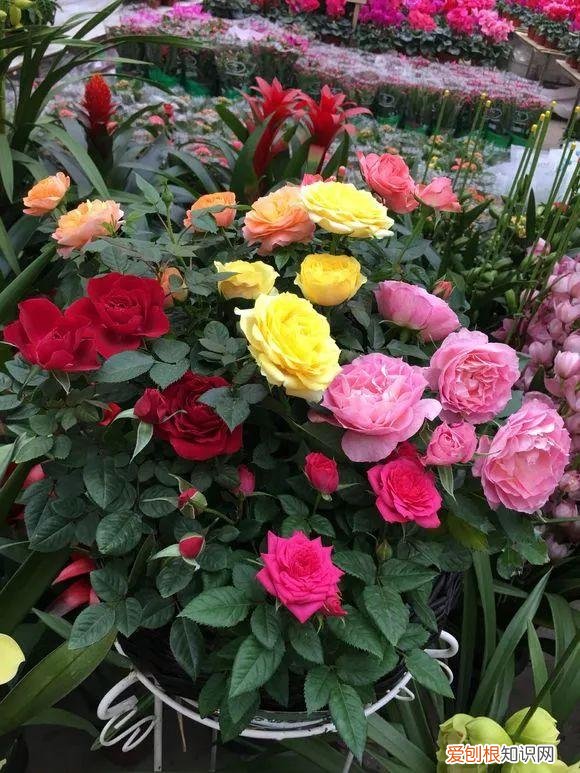 什么人养什么花,养花人都有5个“习惯”,听说都中了,就是养花高手