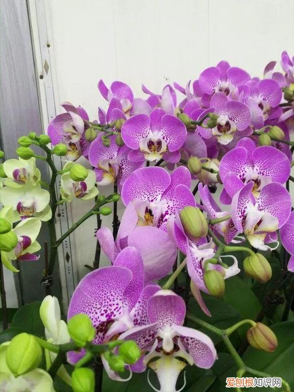 什么人养什么花,养花人都有5个“习惯”,听说都中了,就是养花高手