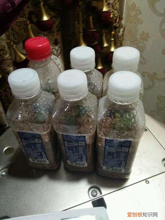 什么人养什么花,养花人都有5个“习惯”,听说都中了,就是养花高手