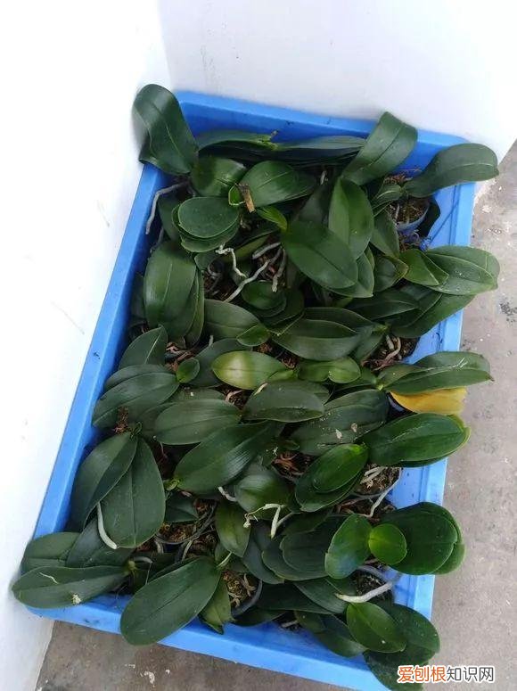 什么人养什么花,养花人都有5个“习惯”,听说都中了,就是养花高手