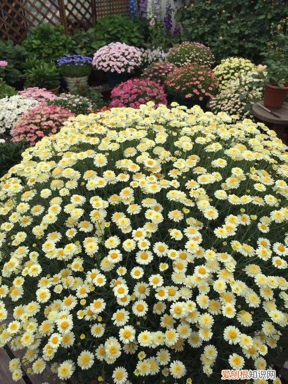 什么人养什么花,养花人都有5个“习惯”,听说都中了,就是养花高手