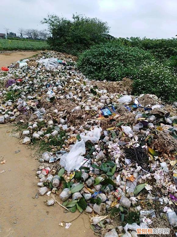 什么人养什么花,养花人都有5个“习惯”,听说都中了,就是养花高手