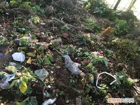 什么人养什么花,养花人都有5个“习惯”,听说都中了,就是养花高手