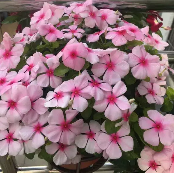 四大地狱花之首，4种花人称为“劳模”，花期超长，开花勤，养一盆四季看花