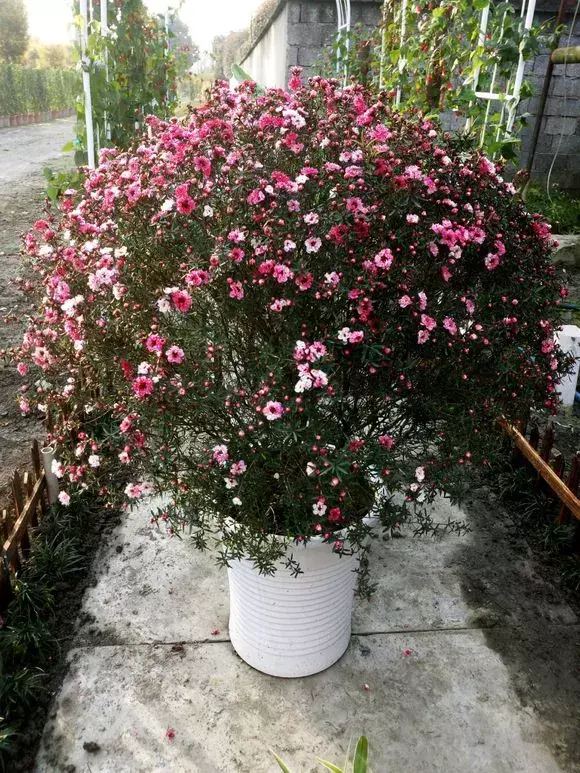 四大地狱花之首，4种花人称为“劳模”，花期超长，开花勤，养一盆四季看花