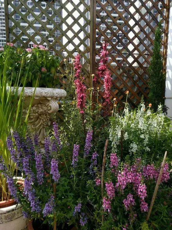 四大地狱花之首，4种花人称为“劳模”，花期超长，开花勤，养一盆四季看花