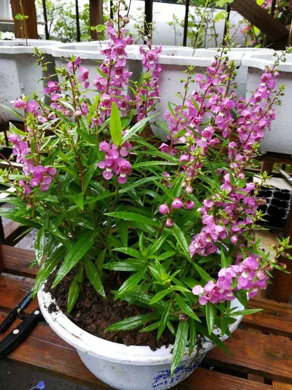 四大地狱花之首，4种花人称为“劳模”，花期超长，开花勤，养一盆四季看花