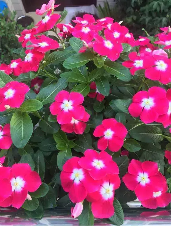 四大地狱花之首，4种花人称为“劳模”，花期超长，开花勤，养一盆四季看花