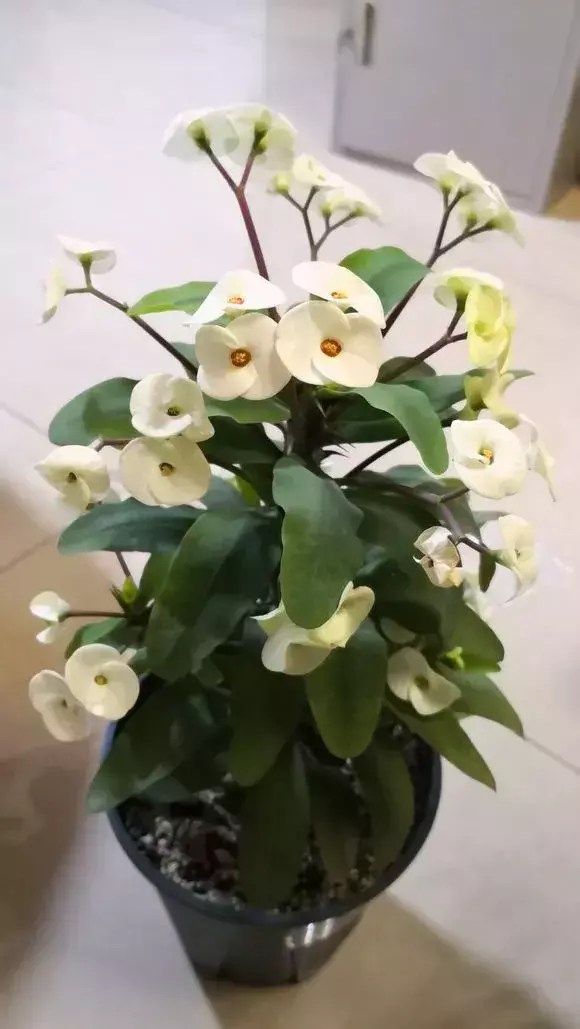 四大地狱花之首，4种花人称为“劳模”，花期超长，开花勤，养一盆四季看花