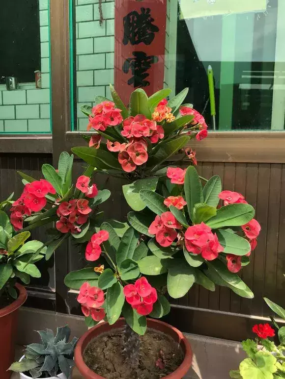 四大地狱花之首，4种花人称为“劳模”，花期超长，开花勤，养一盆四季看花