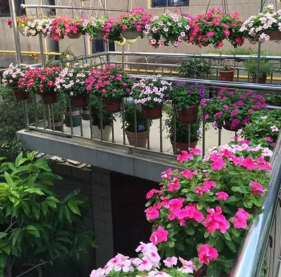 四大地狱花之首，4种花人称为“劳模”，花期超长，开花勤，养一盆四季看花