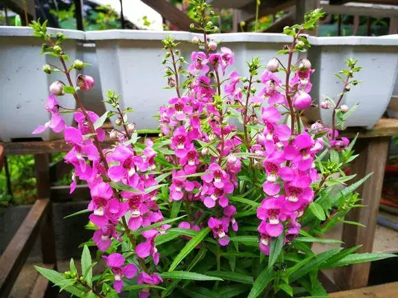 四大地狱花之首，4种花人称为“劳模”，花期超长，开花勤，养一盆四季看花