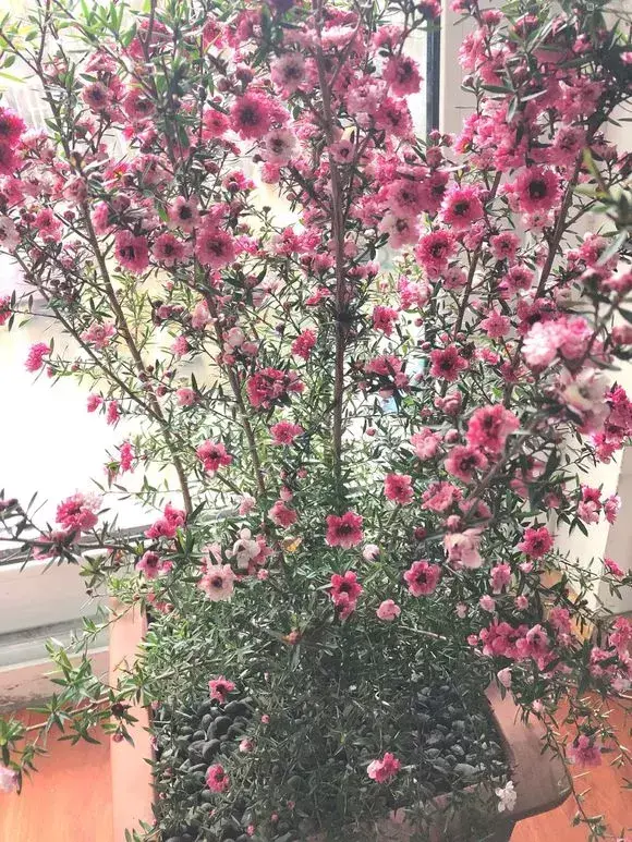 四大地狱花之首，4种花人称为“劳模”，花期超长，开花勤，养一盆四季看花