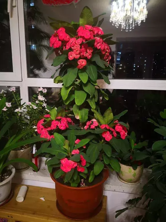 四大地狱花之首，4种花人称为“劳模”，花期超长，开花勤，养一盆四季看花