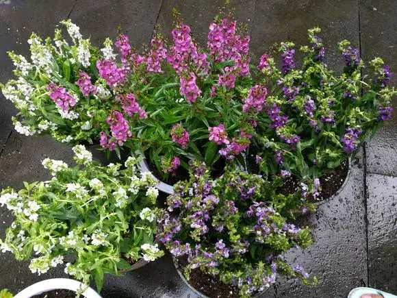 四大地狱花之首，4种花人称为“劳模”，花期超长，开花勤，养一盆四季看花