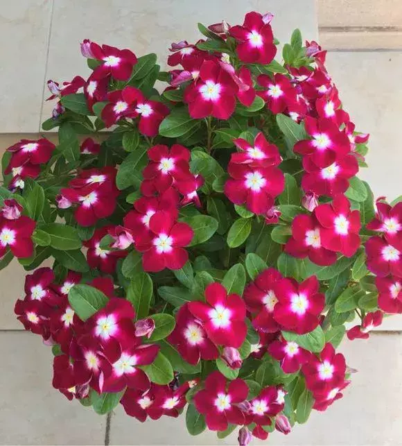 四大地狱花之首，4种花人称为“劳模”，花期超长，开花勤，养一盆四季看花