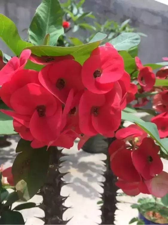 四大地狱花之首，4种花人称为“劳模”，花期超长，开花勤，养一盆四季看花