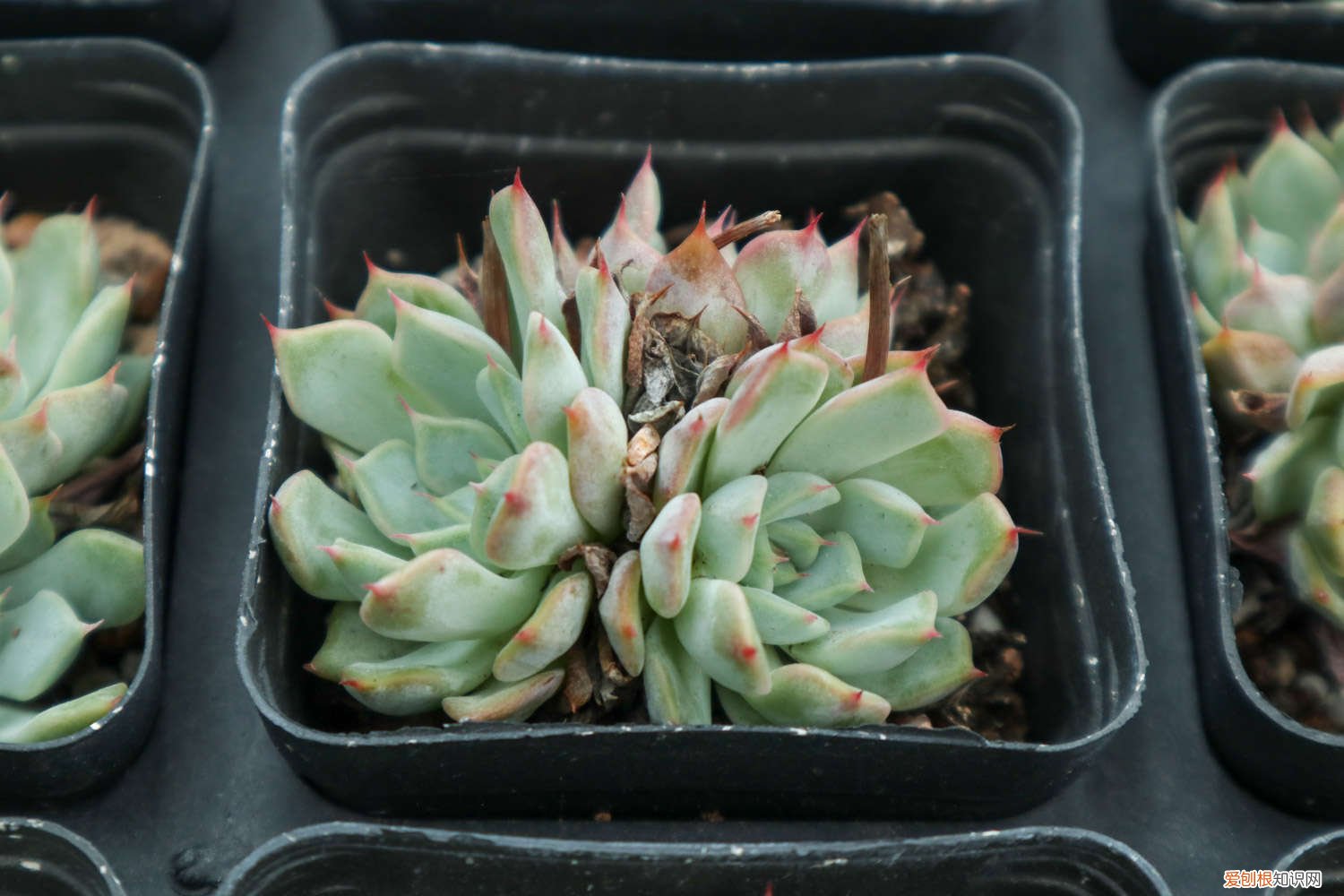 多肉植物种植日记 多肉植物种植