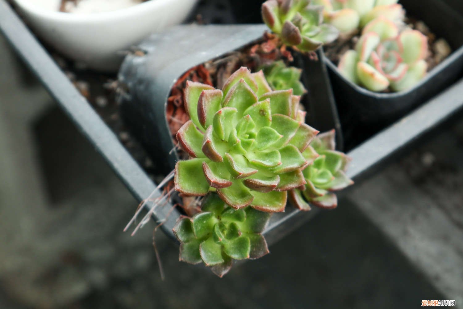 多肉植物种植日记 多肉植物种植