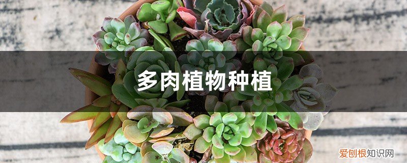 多肉植物种植日记 多肉植物种植
