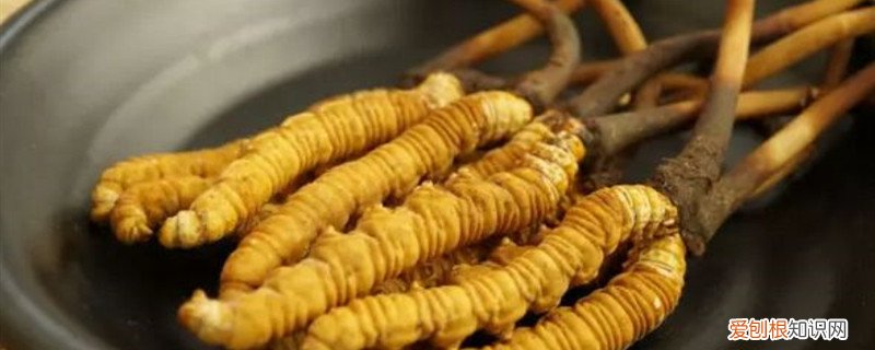 人工种植冬虫夏草技术 人工种植冬虫夏草