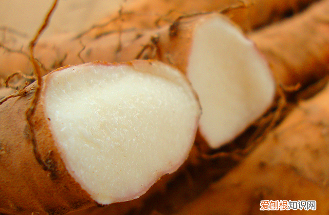 铁棍山药和普通山药的营养价值有什么区别