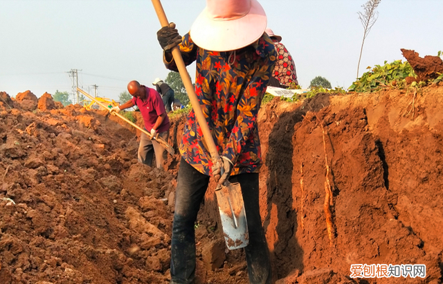铁棍山药和普通山药的营养价值有什么区别