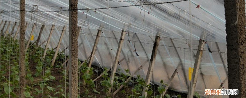 大棚蔬菜种植技术与管理 大棚蔬菜种植技术