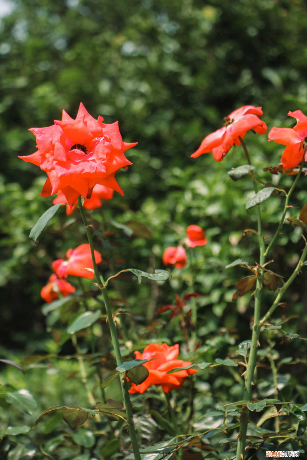 月季扦插全过程管理方法 月季扦插