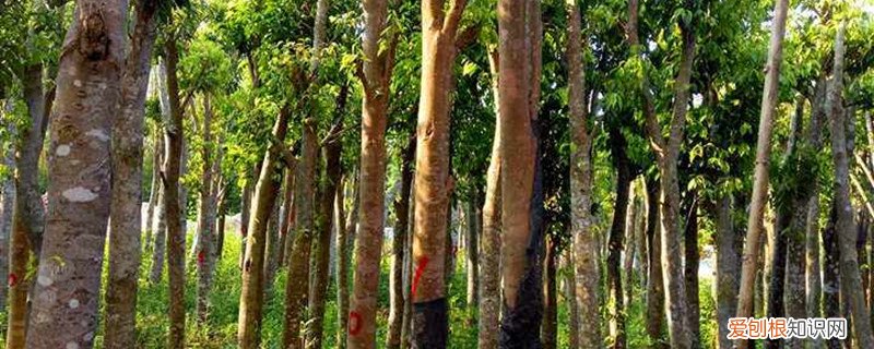 沉香树种植技术视频 沉香树种植
