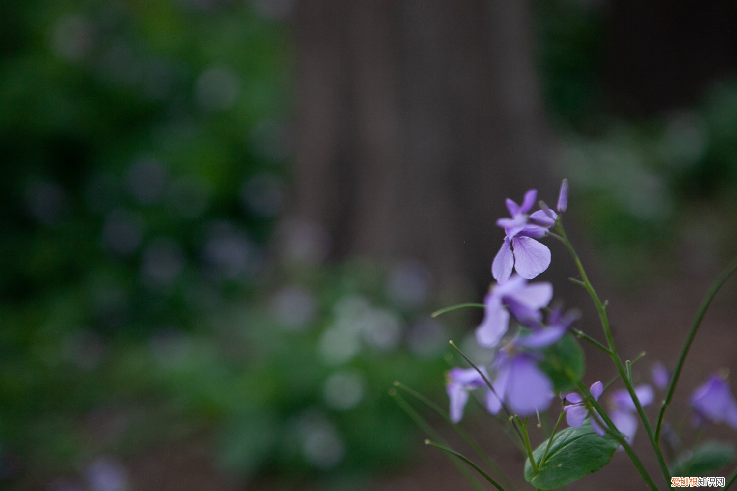 二月兰种植季节 二月兰种植