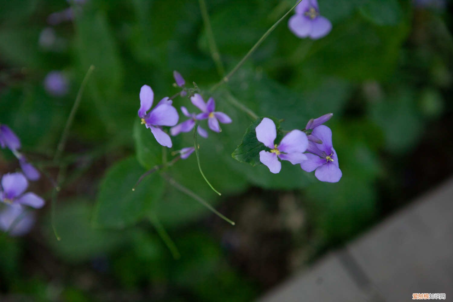 二月兰种植季节 二月兰种植
