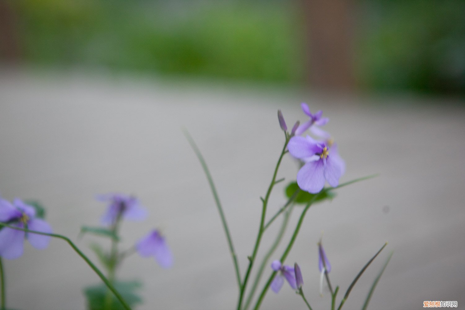 二月兰种植季节 二月兰种植